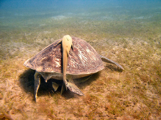 EGIPT, Marsa Alam (wrzesień)