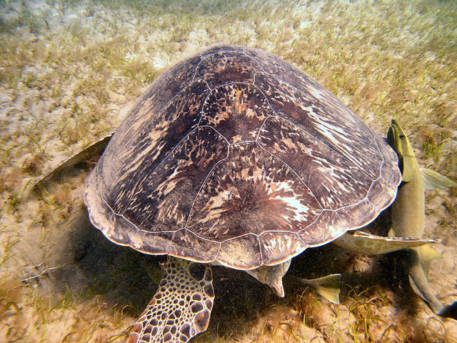 EGIPT, Marsa Alam (wrzesień)