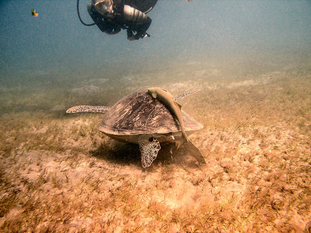 EGIPT, Marsa Alam (wrzesień)