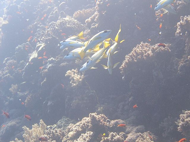 EGIPT, safari (wrzesień)