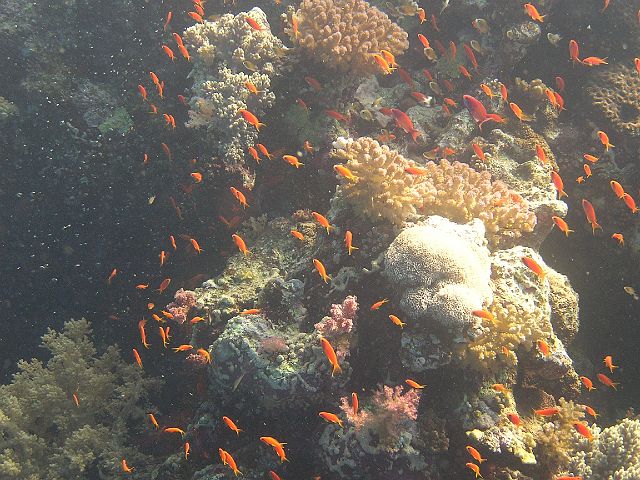 EGIPT, safari (wrzesień)