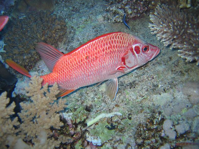 EGIPT, safari (wrzesień)