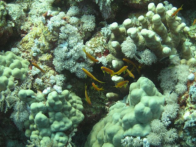 EGIPT, safari (wrzesień)