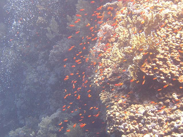 EGIPT, safari (wrzesień)