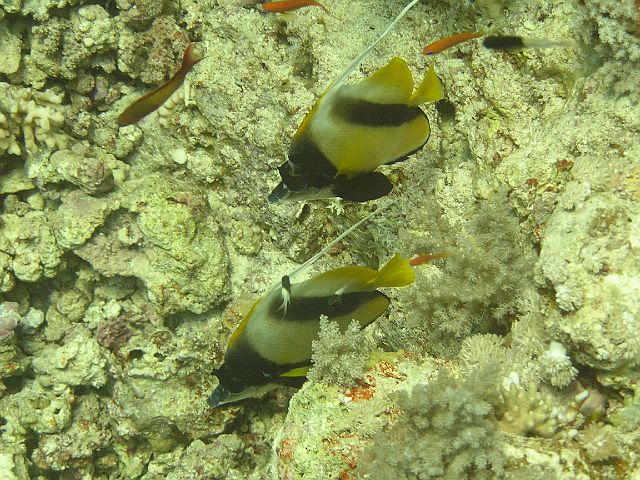 EGIPT, safari (wrzesień)