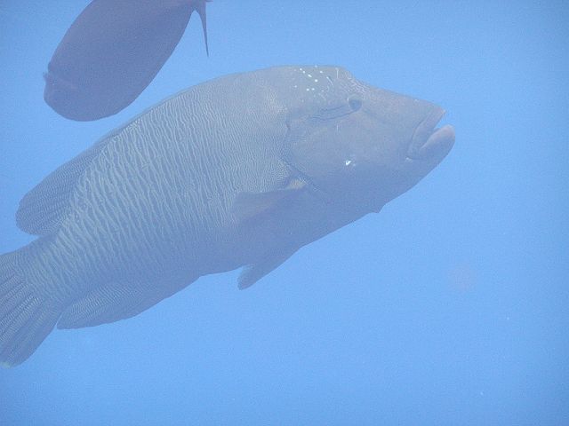 EGIPT, safari (wrzesień)