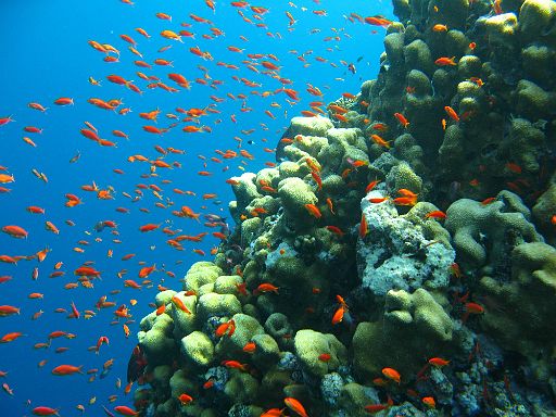 EGIPT, safari (listopad)