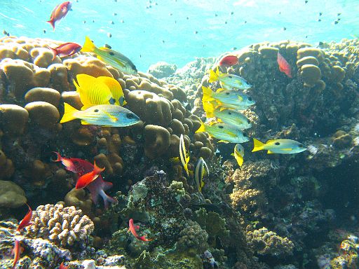 EGIPT, safari (listopad)