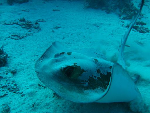 EGIPT, safari (listopad)