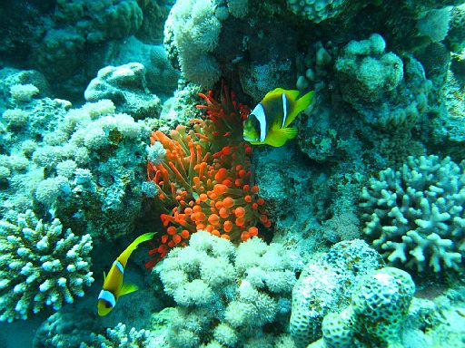 EGIPT, safari (listopad)