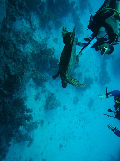 EGIPT, safari (listopad)