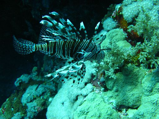 EGIPT, safari (listopad)