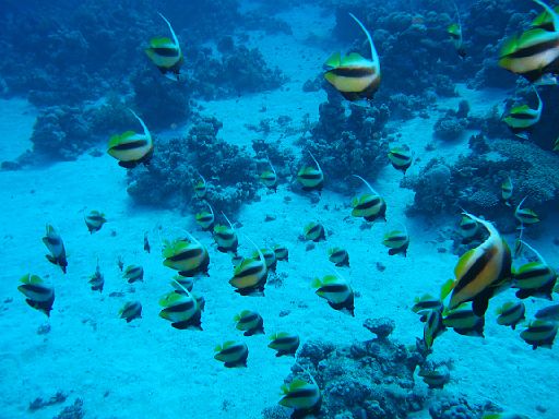 EGIPT, safari (listopad)