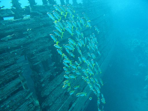 EGIPT, safari (listopad)