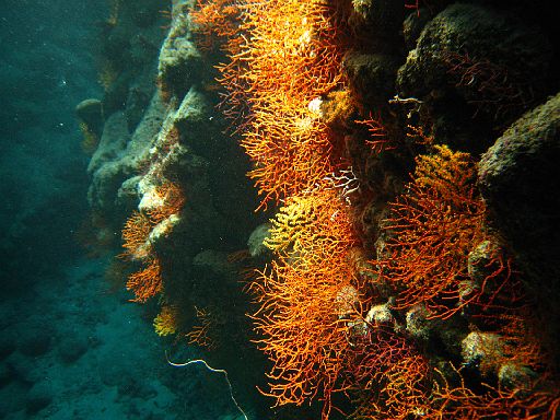 EGIPT, safari (listopad)