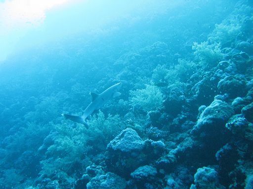 EGIPT, safari (listopad)