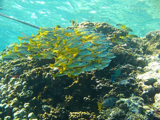 EGIPT, safari (listopad)