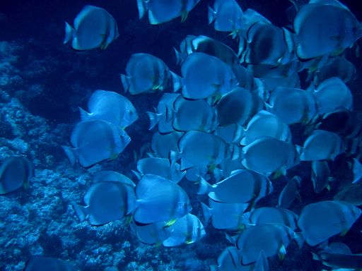 EGIPT, Sharm El-Sheikh (lipiec)