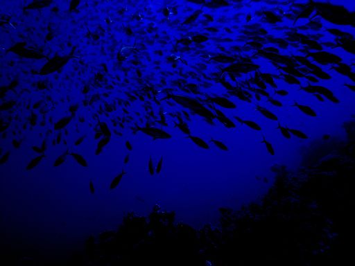 EGIPT, Sharm El-Sheikh (lipiec)