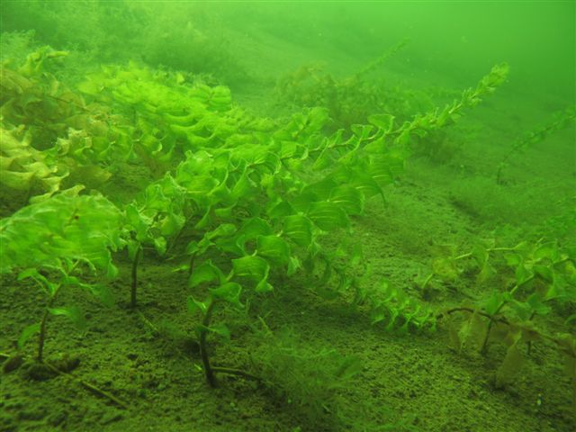 Hańcza (30 sierpnia)