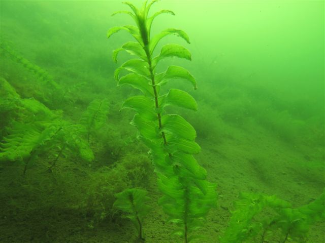 Hańcza (30 sierpnia)