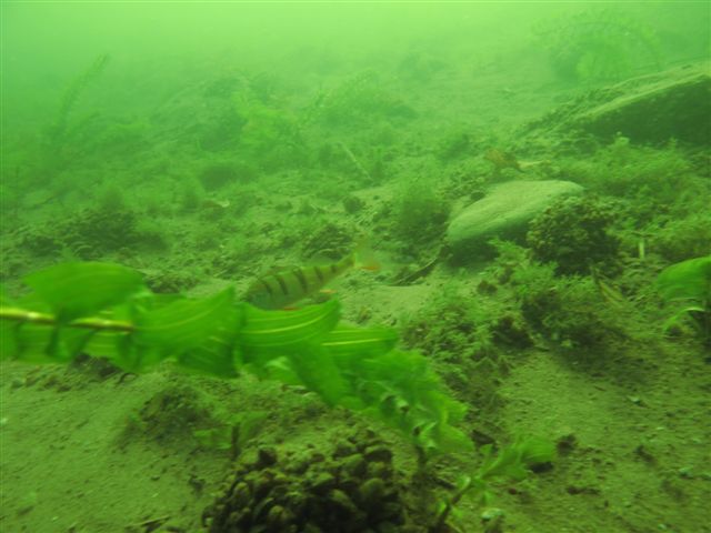 Hańcza (30 sierpnia)