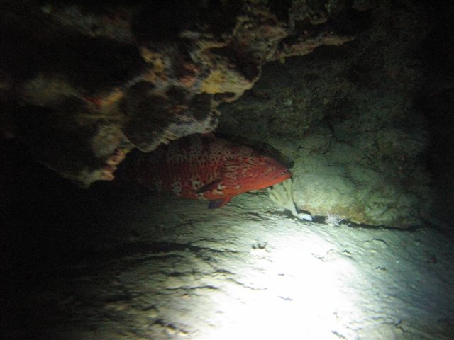 Wspomnienia z Dahab (lipiec)