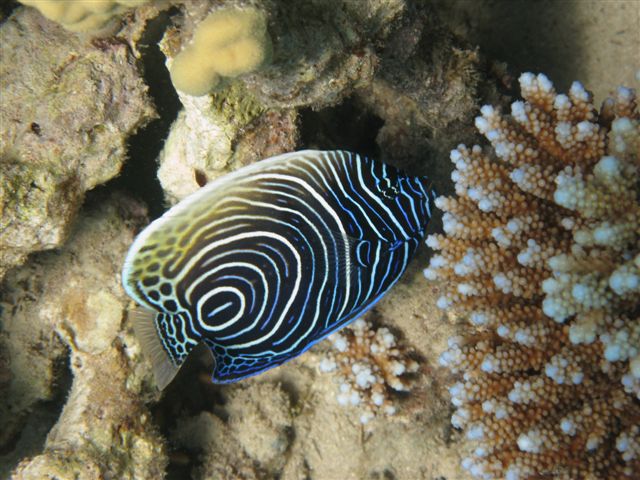 Wspomnienia z Dahab (lipiec)