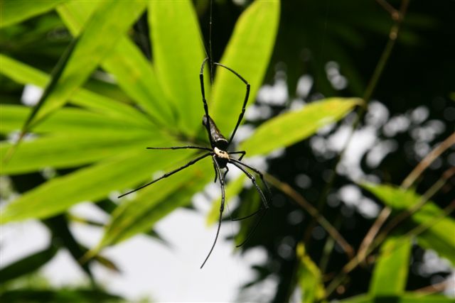 Koniec świata czyli Papua (01 czerwca)