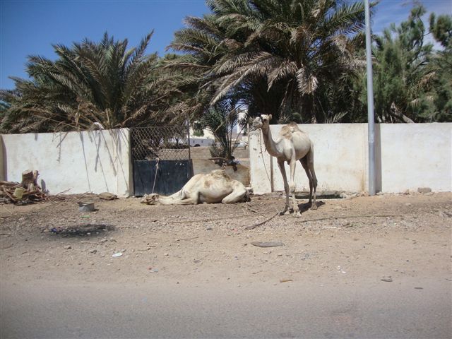 Egipt - Dahab (maj)