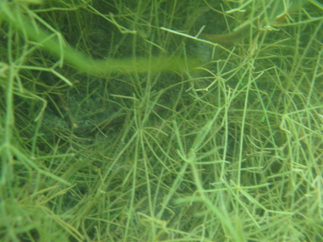 Powidz czyli wesele Wiesława