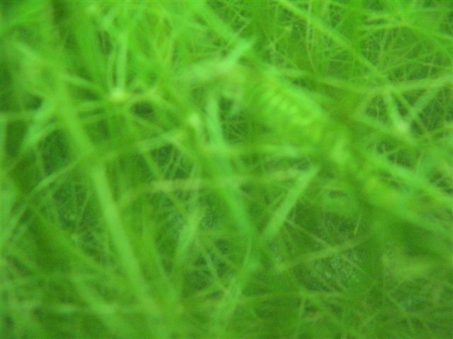 Powidz czyli wesele Wiesława