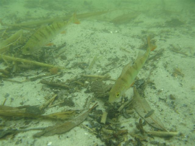 Powidz czyli wesele Wiesława