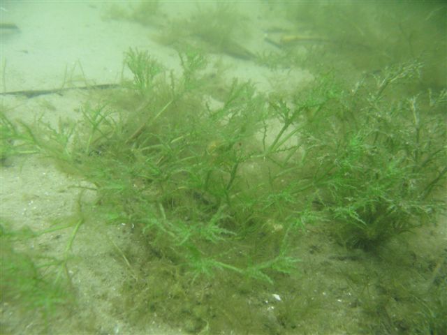 Powidz czyli wesele Wiesława