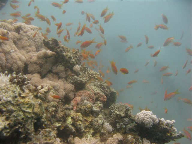 Egipt - Dahab (kwiecień)