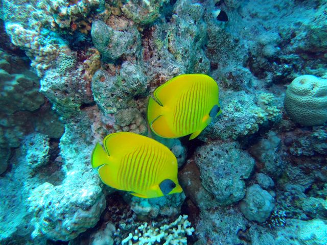 Safari w obiektywie Pawła - super foty