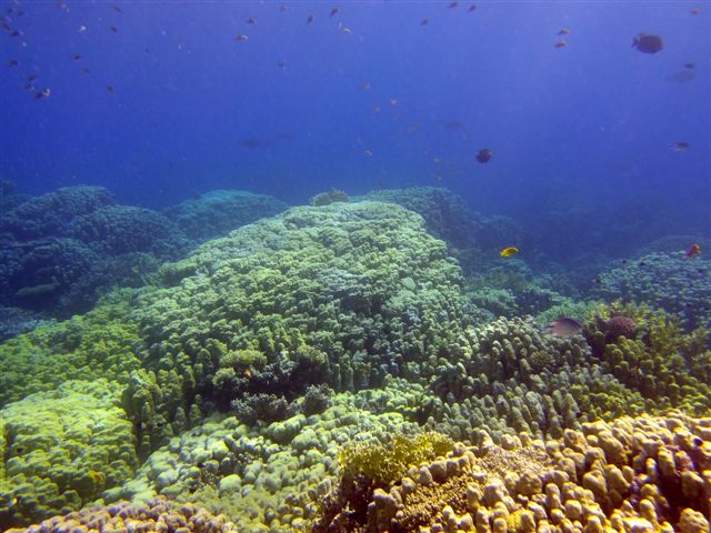 Safari w obiektywie Pawła - super foty