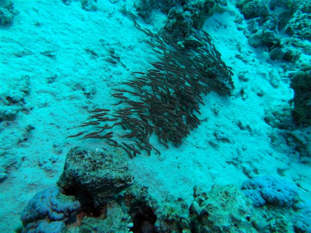 Safari w obiektywie Pawła - super foty