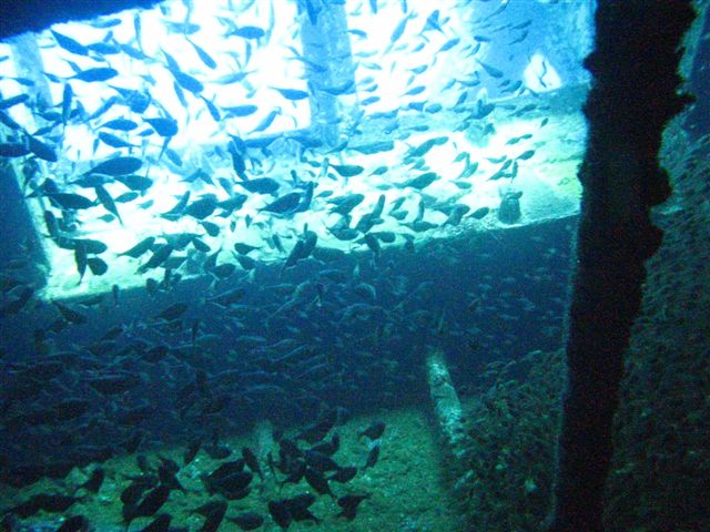 Safari Wrakowe M. Czerwone (wrzesień)