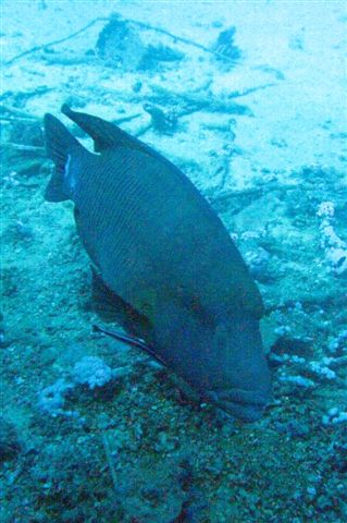 Safari Wrakowe M. Czerwone (wrzesień)