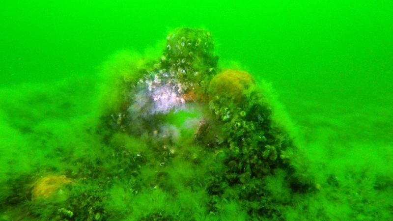 Baltic Wreck Jastarnia (czerwiec)