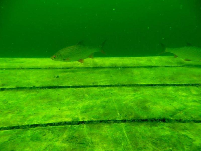 Kurs OWD J. Orłowskie (16 czerwca)