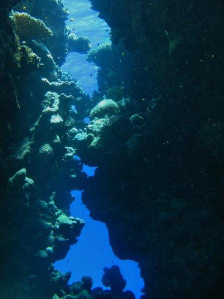 Moby Dick w Marsa Alam