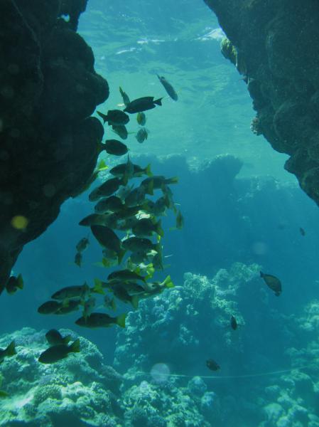 Moby Dick w Marsa Alam