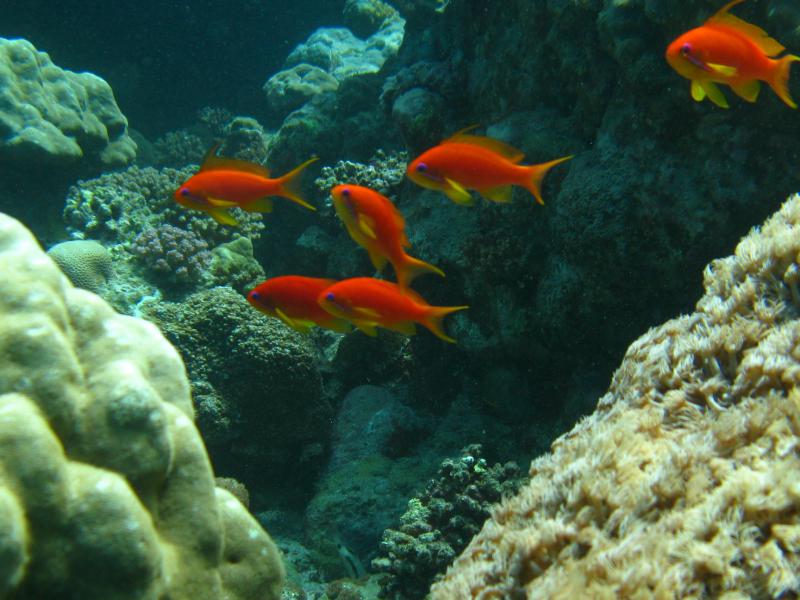 Moby Dick w Marsa Alam