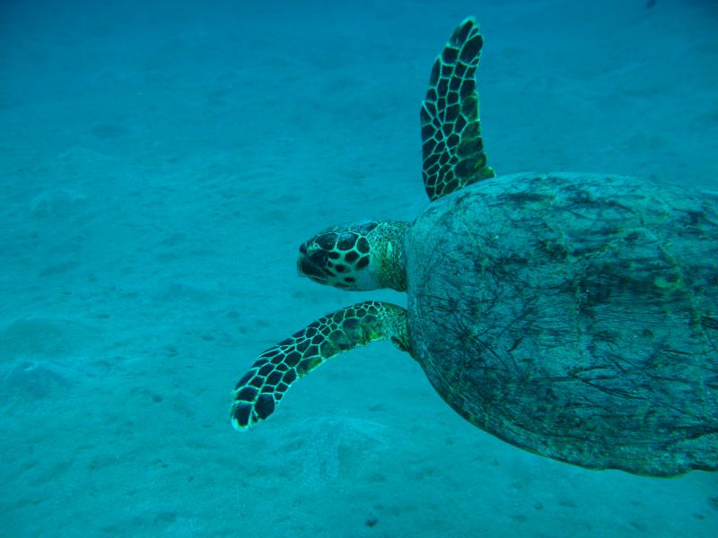 Moby Dick w Marsa Alam