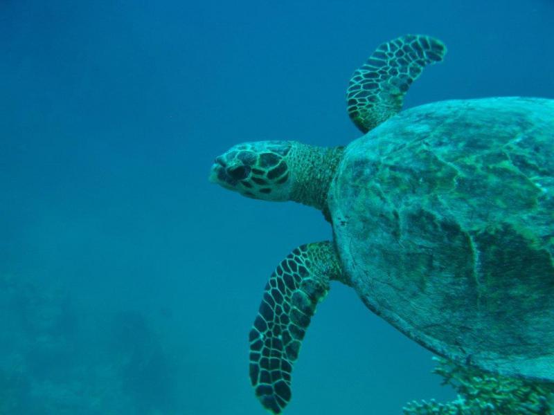 Moby Dick w Marsa Alam