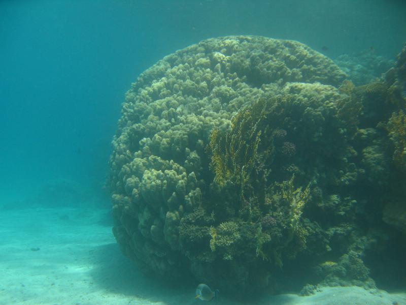 Moby Dick w Marsa Alam