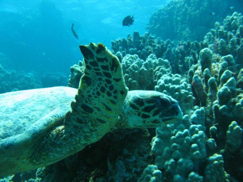 Moby Dick w Marsa Alam