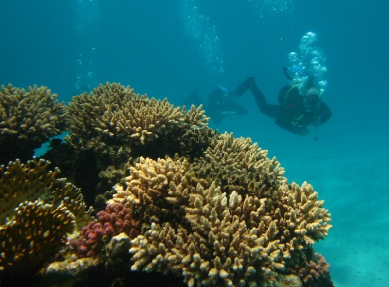 Moby Dick w Marsa Alam